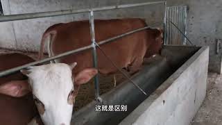 湖南常德，农村杂交牛犊什么行情？比去年一头节省2000多