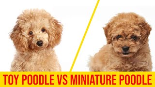 Toy Poodle vs Miniature Poodle 7 Major Difference You Didn't Know