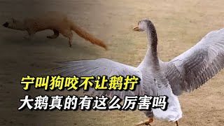 It would rather be bitten by a dog than screwed by a goose. Is the goose really that powerful?