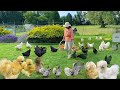 Effective Strategies for Organic Chicken Keeping: Essential Care for their Wellbeing. Garden Harvest