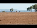 Man delivers water to drought-stricken Queensland town