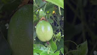 Our passion grows so well 🍀🌲🌿🌱💕 #viralvideo #nature #cambodia #fruitfarm