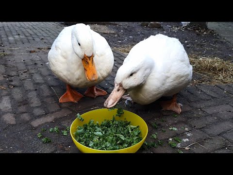 Can ducks eat kale?