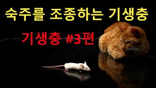 Q3. 기생충의 복잡한 생명주기 까닭은? | 석학에게 던지는 5대 질문_케빈 레퍼티 \u0026 데이비드 롤린슨