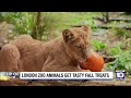 london zoo animals get special halloween treats