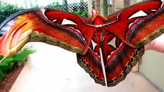 Stunning huge Atlas Moth at Callaway Gardens! 😍