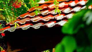 rain sound for sleeping,❤️ Studying, or Meditation, rain on the roof tiles  #Relaxing #rain #sleep