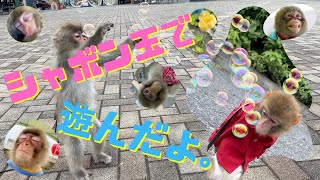 （愛）今回はお猿さんとシャボン玉で遊んでみたのですが、果たして反応は・・・