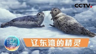 在中国海域最北端 走进斑海豹的家园 与辽东湾的精灵相识 20211015 |《远方的家》CCTV中文国际