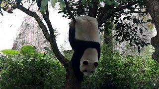 20201016 圓仔壕溝甩木後，衝上樹倒掛 The Giant Panda Yuan Zai