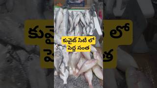 కువైట్ సిటీ లో పెద్ద సంత #viralshorts #viralvideo #kuwait city