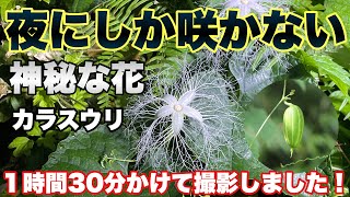 【たこさんの秋吉台日記　2021/9/12（日）】夜にしか咲かない神秘なお花　カラスウリを撮影してきました！