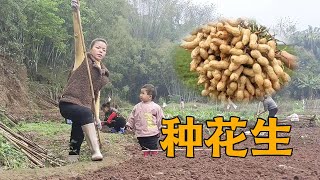 家里开工种花生，梅子挖坑效率差，二嫂一出马立刻搞定！【梅子加油】