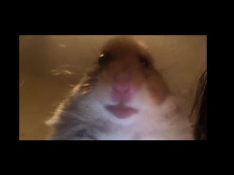 Calling Hamster Meme 10 Minutes - YouTube