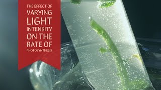 Effect of a Varying Light Intensity on Rate of Photosynthesis-Updated