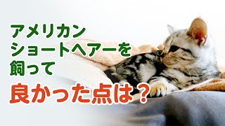 アメリカンショートヘアーを飼って良かった点（メリット）は？