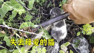 小哥在山上发现只刚出生的流浪猫，带回家喂养后收获了满满的成就感。