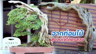 เริ่มต้นสร้างบอนไซ ตั้งแต่ต้นจนจบ Bonsai Beginner ดูเป็นแนวทางครับ