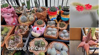 ชำเก๋งจีน # แคคตัส cactus # ดอกแคคตัสหางลิง # ไม้อวบน้ำ # ไม้ด่าง # ไม้มงคล