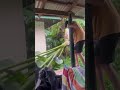 MY SON cutting this Banana tree #cuttingspeed #trending #shortvideo #viralvideos