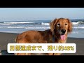 クラウドファンディング終了まで残り2週間❗️詳しくは概要欄に！@servicedog.hsda0102