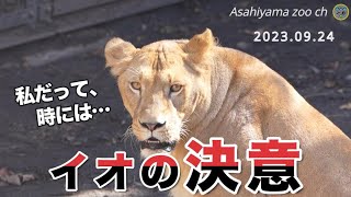 【旭山動物園ライオン】イオの決意！オモチャを巡る家族模様。フウがおもちゃで遊べた！