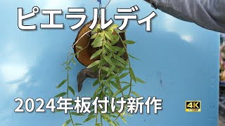 【デンドロビウム】ピエラルディ(アフィルム)　2024年新作板付けと流木付けアレンジ　pierardi/aphyllum