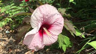 Red Roses, Copper Queen Hibiscus and Limelight Hydrangeas - Rubio Gardens - July 7,2018