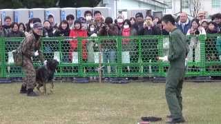 2013.12.1 航空自衛隊 新田原基地航空祭 警備犬訓練展示