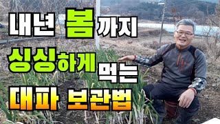 내년 봄까지 싱싱하게 먹는 대파 보관법! / 겨울내내 싱싱하게 먹는 대파 보관방법 / 가을 대파 봄까지 저장하는 법 /  How to store green onions