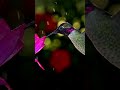 7 Sec ASMR ! Beautiful Hummingbird #relaxing   #satisfying   #asmr