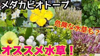 オススメのメダカビオトープ水草詳しく紹介します！ビオトープが崩壊する水草も？メダカ睡蓮ビオトープ　水生植物　初心者