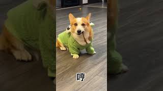 谁家的小狗狗这么可爱呀？好像是我家的😎%柯基#corgi