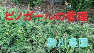 ピノガールの管理　駒川農園　23.7.17