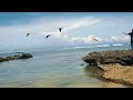 sun conures cockatoo u0026 eclectus free flight at ujung genteng beach 2015