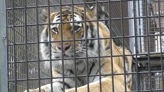 アムールトラ　シンくん　ちょっとひと休み　【茶臼山動物園】Amur tiger Shin-kun Chausuyama Zoo