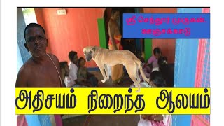 அதிசயம் நிறைந்த ஆலயம் | ஊஞ்சக்காடு 💐