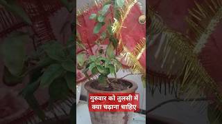 गुरुवार को तुलसी में क्या चढ़ाना चाहिए || #bhakti #tulsikeupay #hindi #shorts #shortfeed #ytshorts