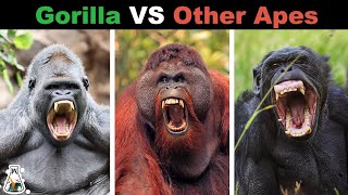 How Powerful are Gorillas Compared to Other Apes?