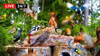 🔴24/7 LIVE: Cat TV😺 Squirrel and Bird Watching: Hang Out with Forest Friends All Day Long🐿️ (4K HDR)