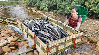 Harvest Big River Fish Using The Ancient Method - Survival Fishing | Susan Daily Life