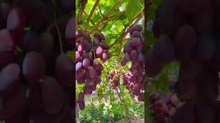 Fresh black grapes #fruit #garden #shorts