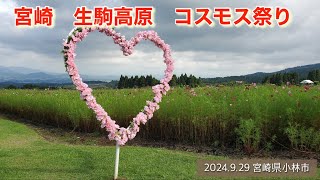 宮崎 生駒高原 コスモスまつり　2024.9.29