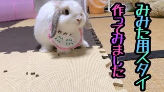 ホーランドロップ子うさぎ【みみたスタイ】Holland Lop  ♯105