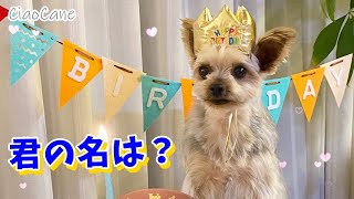 チャオおじさんの名付け第一号はこの子です！【ヨークシャーテリア専門犬舎チャオカーネ】