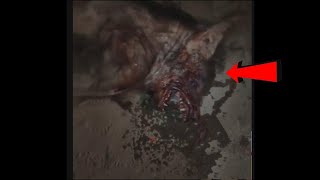 असली भेड़िया मानव की रहस्यमयी घटनाएं | Real Werewolf | mysterious prehistoric creature Horror |