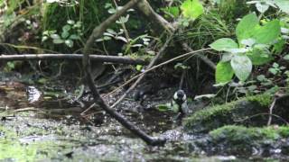 7月17日河口湖フィールドセンター　シジュウカラ