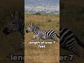 fast facts zebras