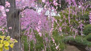 福岡 北九州市  散歩 梅 農事センターを歩く Japan Fukuoka Plum park walking tour 【plum blossom】