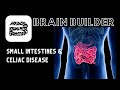 Small Intestine and Celiac Disease | Digestive System